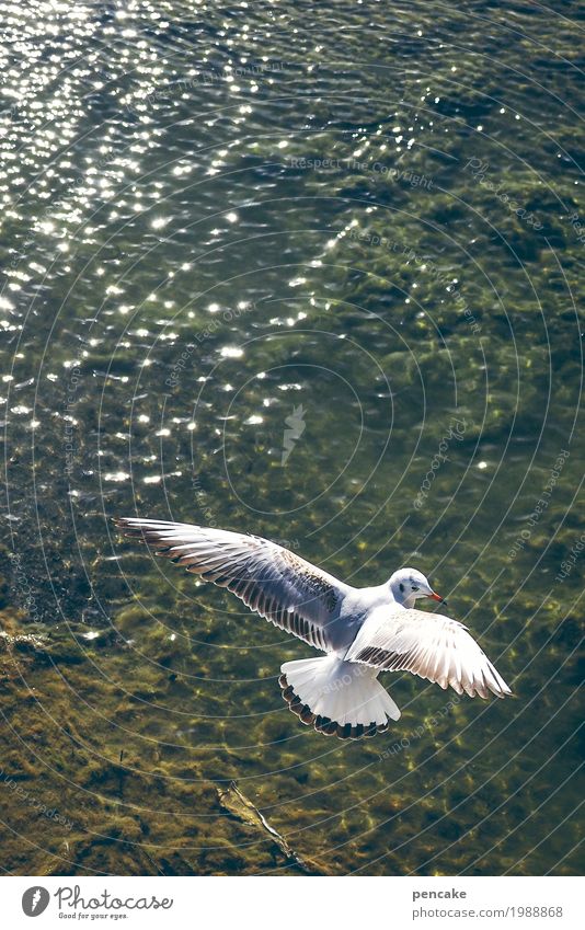 watch television Nature Landscape Elements Water Lakeside Animal Farm animal Bird 1 Flying Elegant Free Happiness Happy Seagull Lake Constance Colour photo