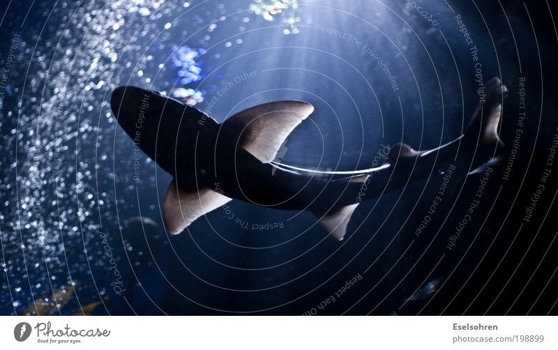 .... Aquarium Water Ocean Animal Shark Zoo 1 Observe Hunting Esthetic Threat Wet Wild Blue Black Boredom Homesickness Movement Swimming & Bathing Colour photo