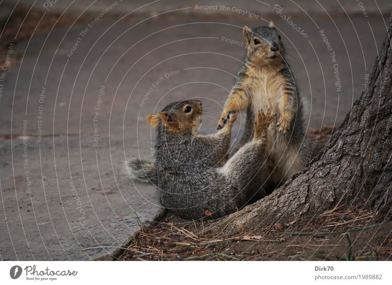 Help. Environment Nature Animal Spring Winter Tree Tree trunk Garden Park bouldering Colorado Town Lanes & trails Wild animal Rodent Squirrel 2 Pair of animals