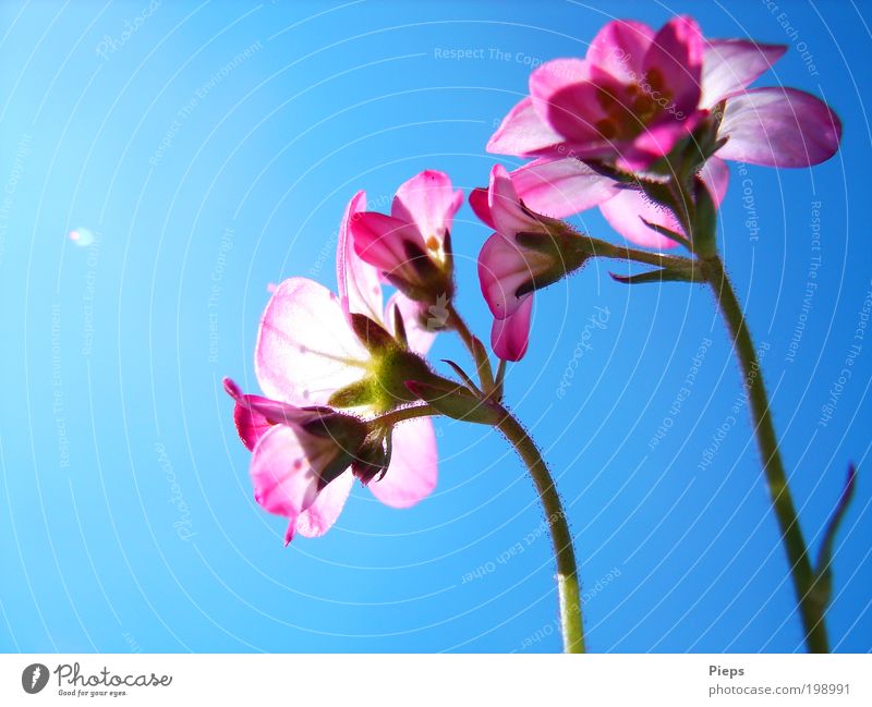 Delicate pink flowers from saxifrage Nature Plant Cloudless sky Spring Flower Blossom Saxifrage plants Garden Blossoming Illuminate Small Blue Pink Spring fever