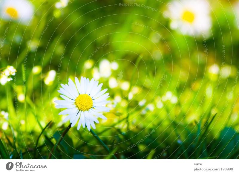 green meadow Garden Environment Nature Landscape Plant Spring Summer Beautiful weather Flower Grass Blossom Daisy Meadow Blossoming Fragrance Esthetic Natural