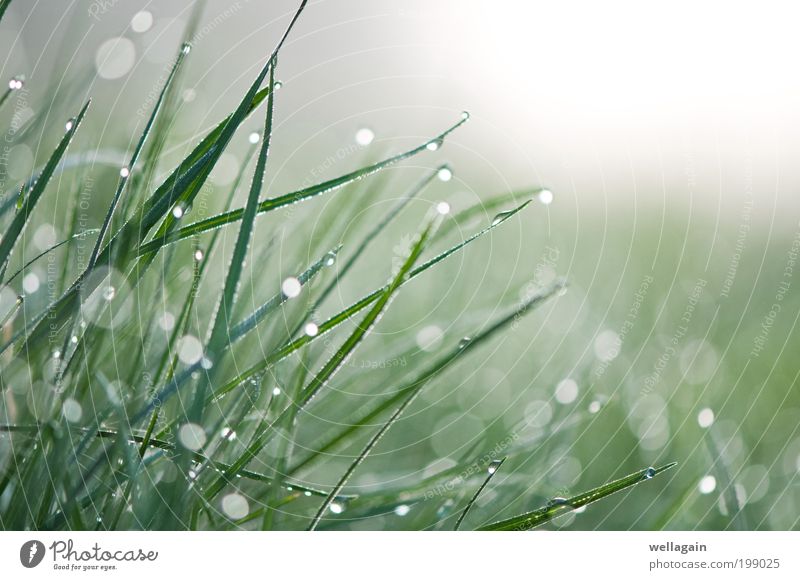 Diamonds Nature Plant Drops of water Spring Fog Grass Green White Pure Colour photo Macro (Extreme close-up) Abstract Deserted Copy Space right Copy Space top