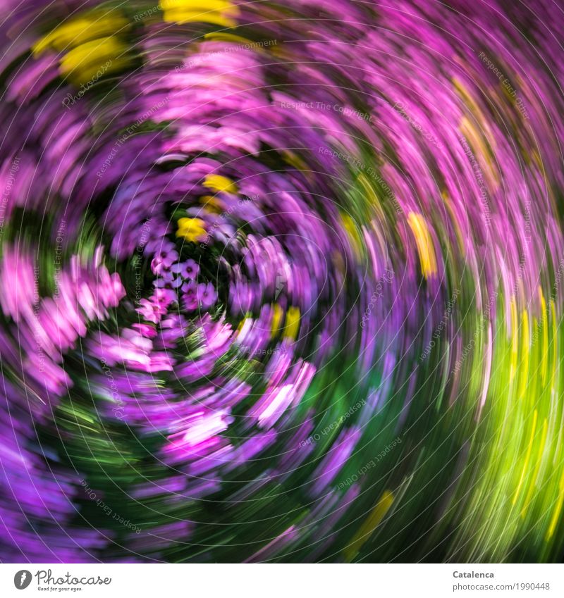 Spinning top, motion blur pink and yellow flowers Nature Plant Summer Flower macachines Garden Meadow Blossoming Fragrance Esthetic Yellow Green Pink Moody Joy