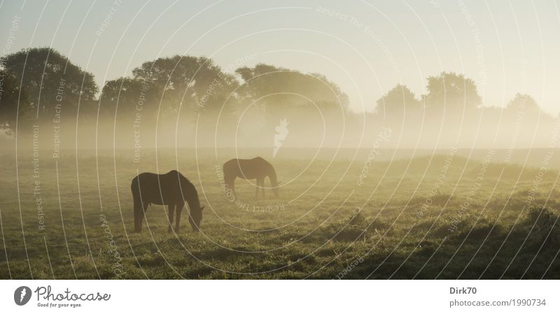 Horses in autumn fog Agriculture Forestry Environment Landscape Autumn Climate Beautiful weather Fog Tree Grass Meadow Field Pasture Bremen Outskirts Animal