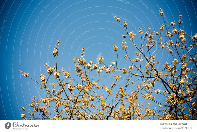 buds Environment Nature Landscape Plant Cloudless sky Spring Beautiful weather Tree Blossom Foliage plant Park Blossoming Growth Fragrance Blue Climate Life