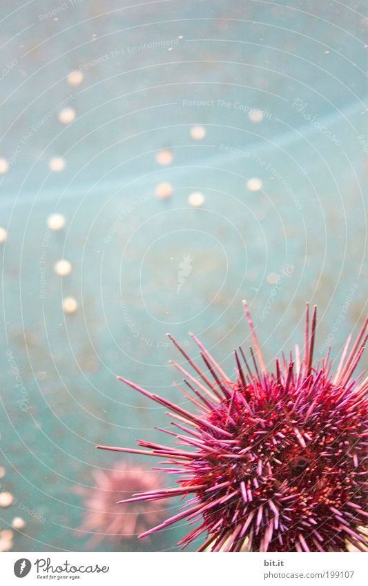 Visit to the zoo in Bit.anien Nature Water Ocean Animal Zoo Aquarium Sea urchin Sphere hang Lie Exotic Round Point Thorny Blue Pink Seafood Marine animal