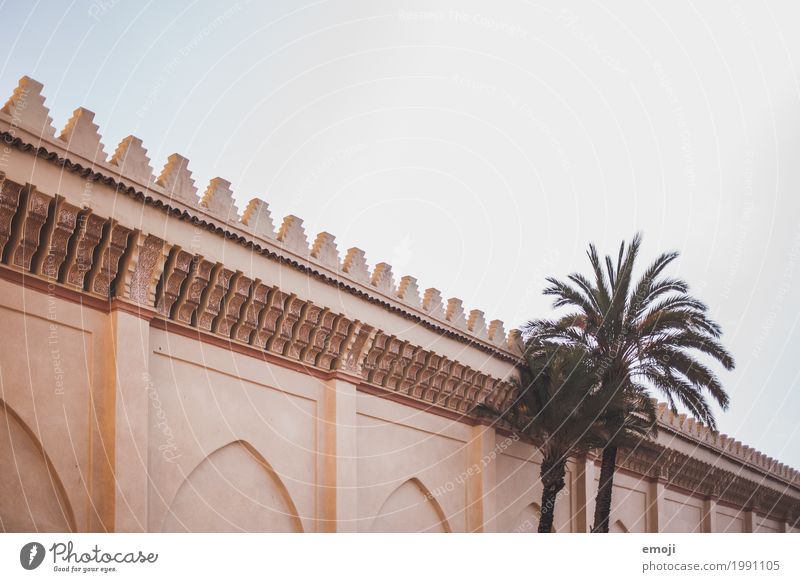 Morocco Summer Beautiful weather Plant Exotic Palm tree Village Wall (barrier) Wall (building) Warmth Tourism Colour photo Exterior shot Deserted Copy Space top