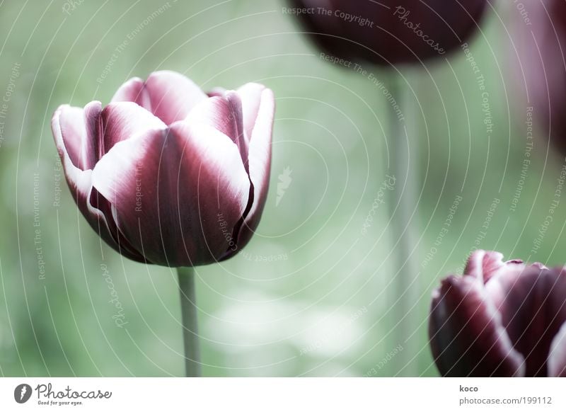 In my garden Beautiful Nature Plant Spring Flower Tulip Blossom Garden Blossoming Growth Esthetic Fragrance Green Black Violet Subdued colour Exterior shot