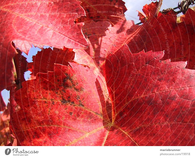 red_wine Vine leaf Vineyard Leaf Red Autumn