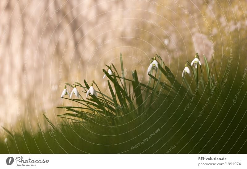 Snowdrops in front of concrete Environment Nature Spring Flower Grass Wild plant Concrete Blossoming Growth Exceptional Gray Green Colour photo Subdued colour