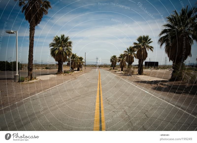 on the road again Nature Palm tree Desert Street Blue Brown Gray USA Nevada Colour photo Exterior shot Deserted Copy Space top Copy Space bottom Day