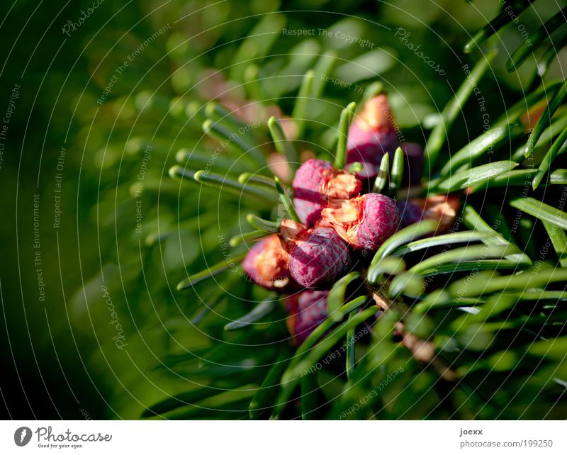 replenishment Plant Tree Foliage plant Round Point Green Red Macro (Extreme close-up) Coniferous trees Fir tree Shoot Colour photo Multicoloured Exterior shot