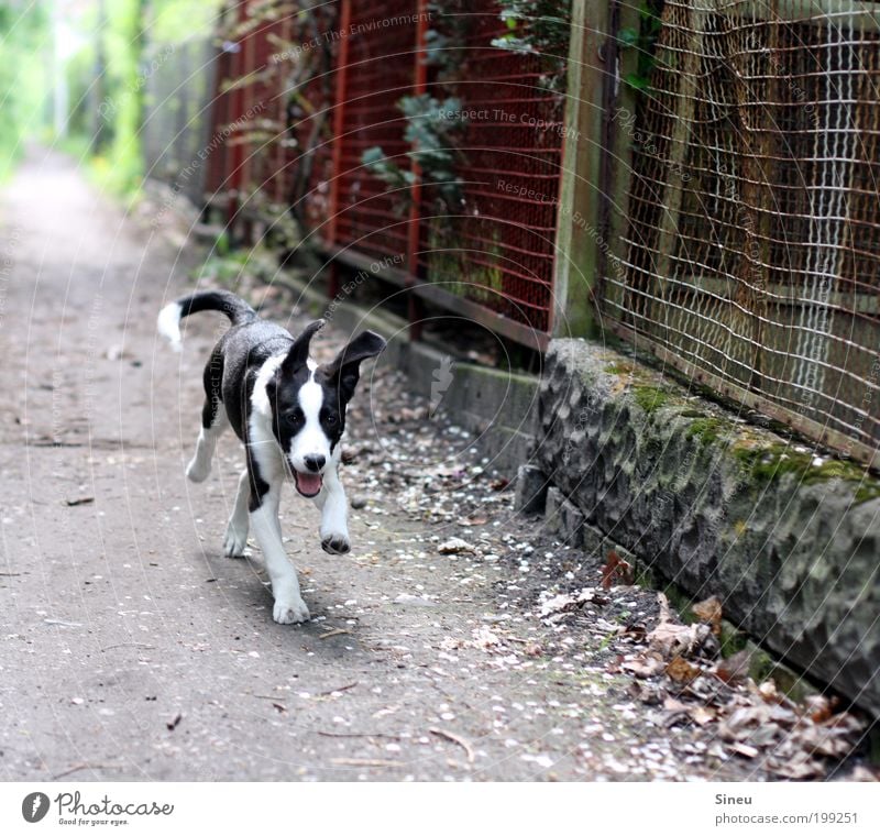 Run Forrest, run! Lanes & trails Dog 1 Animal Baby animal Walking Playing Brash Happiness Happy Beautiful Funny Cute Smart Speed Black White Joy