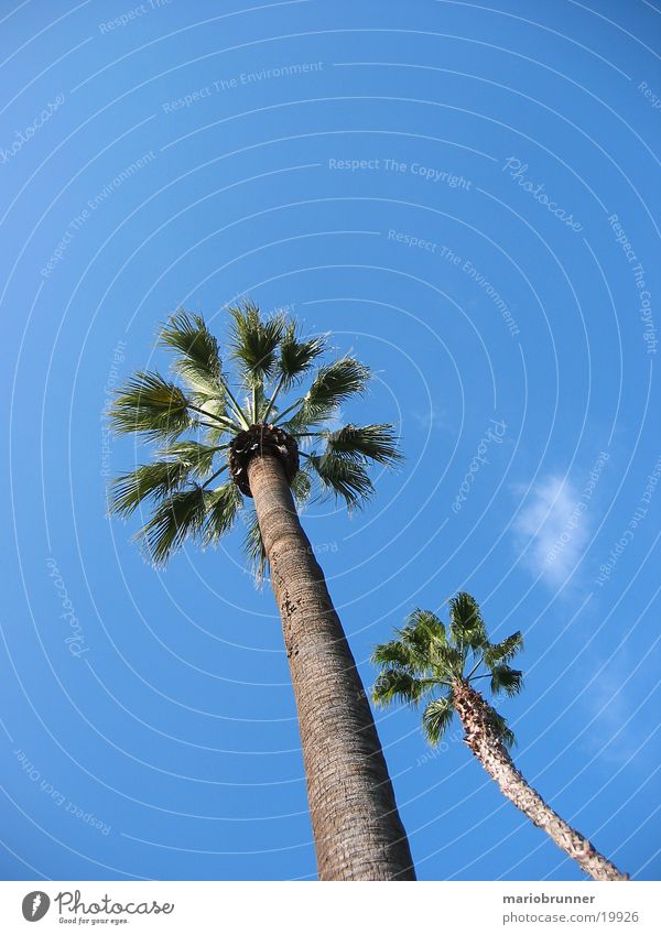 palm Palm tree California Beach Summer Physics Sun Sky Blue Warmth