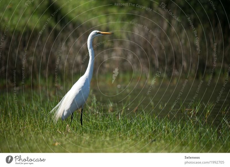 What's this? Trip Far-off places Freedom Environment Nature Grass Garden Park Meadow Coast Lakeside River bank Animal Wild animal Bird Heron Great egret 1