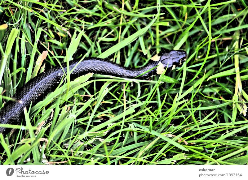 RINGEL snake Nature Animal Grass Meadow Wild animal Snake Viper Ring-snake 1 Movement Authentic Natural Yellow Green Black natrix water snake Sea snake