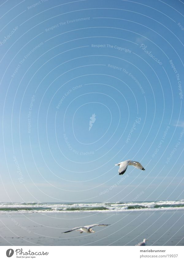 gulls Seagull Sea bird Ocean Beach Waves San Francisco Bird Sand Sky Sun Flying Aviation