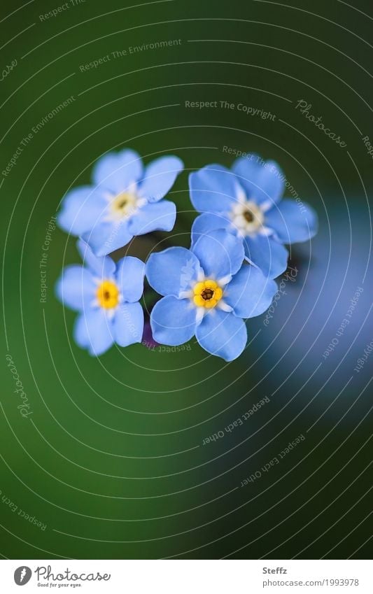 Forget-me-not blooms romantically in spring Myosotis spring flowers small blooms blooming spring flowers four flowers heyday blue blossoms spring awakening