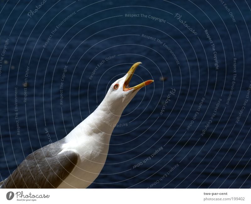 scream Bird Seagull Scream Cry Aggression Colour photo Exterior shot Close-up Deserted Copy Space right Isolated Image Animal portrait Upward Day