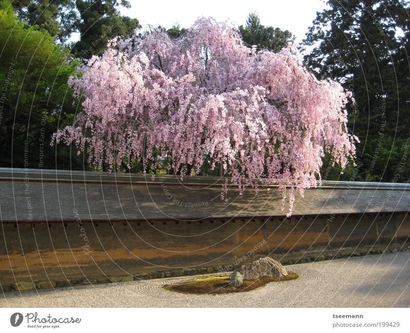 zeeen Harmonious Well-being Contentment Relaxation Culture Plant Earth Spring Tree Cherry tree Cherry blossom Cherry Blossom Festival Garden Japanese garden