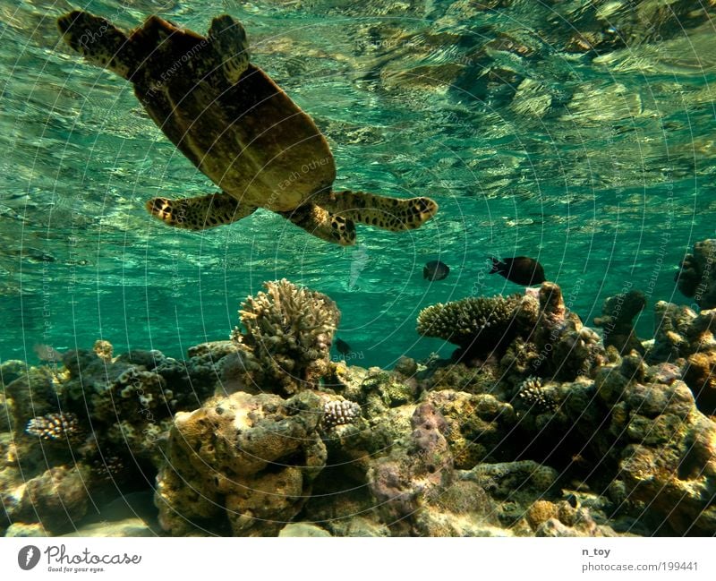 coral garden Snorkeling Dive Ocean Island Maldives Nature Water Reef Coral reef Indian Ocean Animal Fish Turtle Free Happy Natural Curiosity Emotions Calm