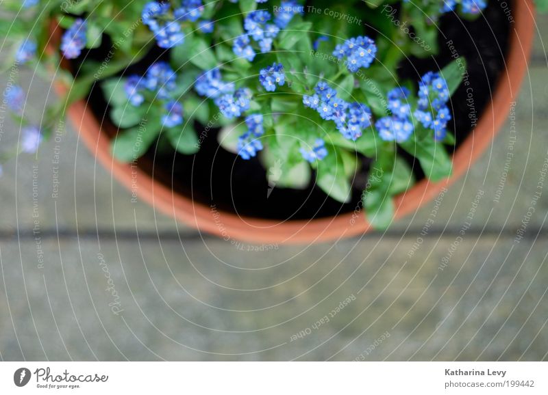 FORGET-ME-NOT Environment Plant Spring Summer Flower Flowerpot Violet Green Authentic Simple Beautiful Natural Contentment Spring fever Anticipation Hope