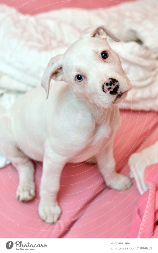 cute pink puppy Animal Dog 1 Smiling Looking Playing Fantastic Fluid Natural Curiosity White Joy Authentic Target Colour photo Interior shot Deserted