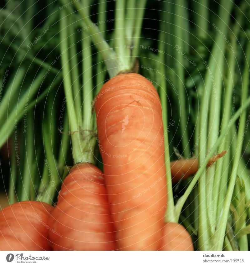 Photographer food Food Vegetable Carrot Nutrition Organic produce Vegetarian diet Plant Agricultural crop Fresh Healthy Orange Green Crunchy Vitamin Vitamin A