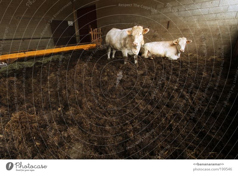 Cow Cow Klan Farm animal 2 Animal Bull Dirty Barn Feces Cattle Bullock Captured White Lie Wait Cowshed Cow dung Colour photo Copy Space bottom Copy Space middle