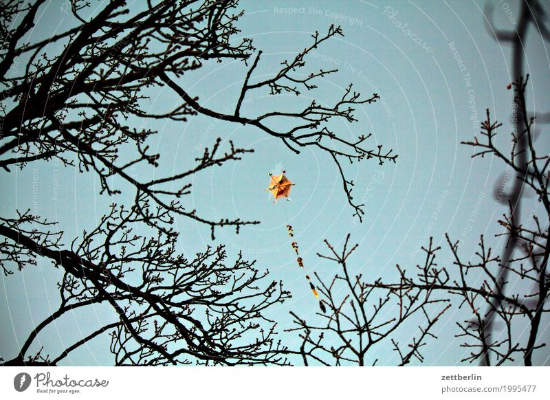 Kites in autumn Evening Twilight Autumn Sky Deserted Nature Copy Space Dragon Playing Toys Flying Floating Ascending Wind Blow Gale Branch Twig Face