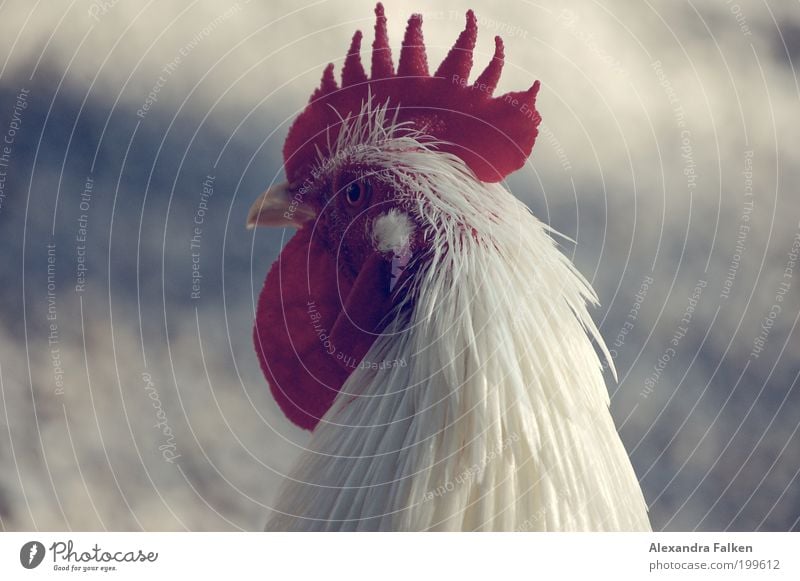 Male domestic fowl Animal Pet Farm animal Bird Barn fowl Rooster Plumed 1 Esthetic Pride Colour photo Exterior shot Copy Space left Copy Space right