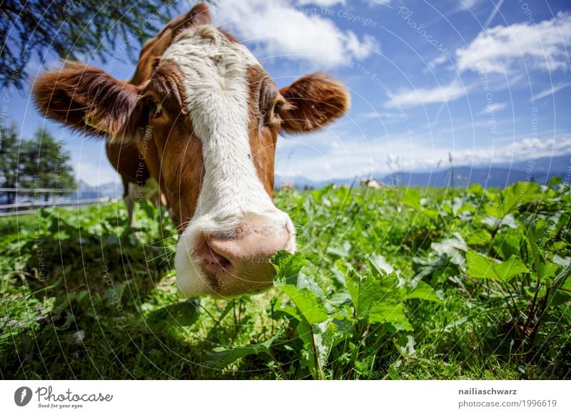 Cow in Alps Summer Agriculture Forestry Environment Nature Landscape Grass Meadow Field Mountain Animal Farm animal 1 Stove & Oven Observe To feed Looking Stand