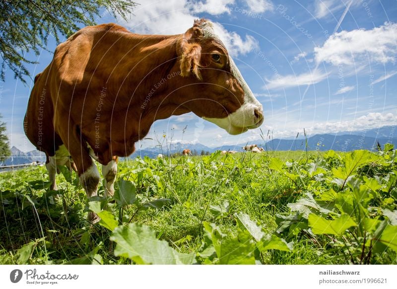 happy cow on the mountain pasture Summer Agriculture Forestry Nature Landscape Sky Beautiful weather Grass Alps Animal Farm animal Cow 1 Herd Observe To feed