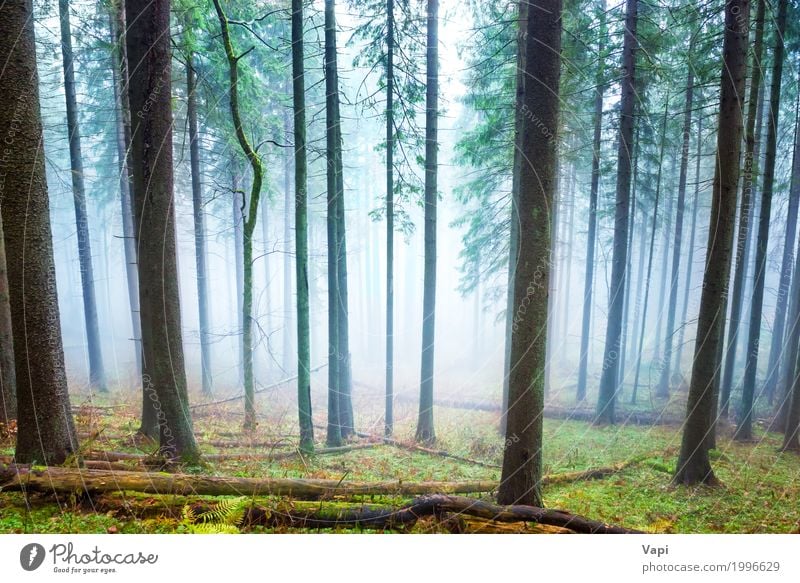 Mysterious fog in the light green forest Tourism Trip Adventure Summer Hiking Environment Nature Landscape Plant Sunlight Spring Autumn Weather Fog Rain Tree