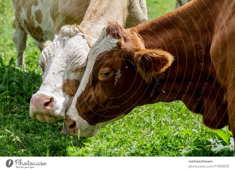 spring fever Summer Agriculture Forestry Environment Nature Landscape Beautiful weather Grass Field Alps Mountain Animal Farm animal Cow 2 Herd Pair of animals