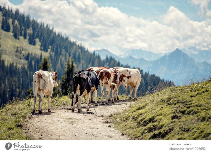 Cows in Alps Summer Agriculture Forestry Nature Landscape Beautiful weather Mountain Animal Farm animal Group of animals Herd Stove & Oven To feed To enjoy