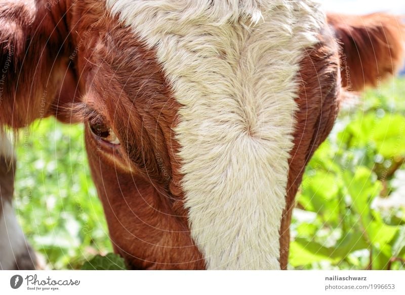 cow Summer Agriculture Forestry Grass Animal Farm animal Cow Animal face 1 Observe To feed Looking Happiness Healthy Happy Natural Cute Brown Green White