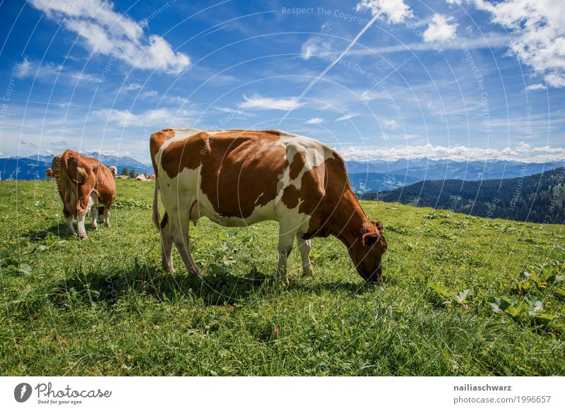 Cows on alpine meadow Summer Environment Nature Landscape Sky Grass Meadow Field Alps Mountain Alpine pasture Animal Farm animal 2 Animal family To feed Walking
