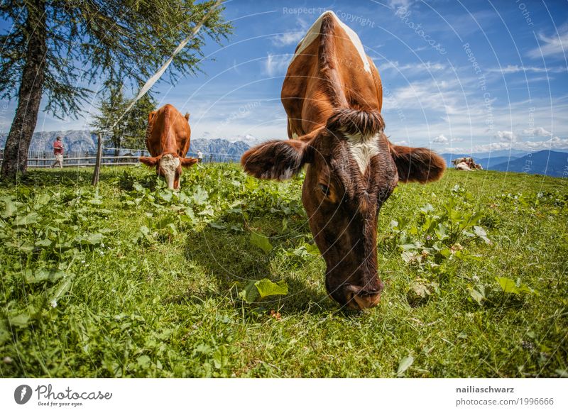 Cows in Alps Summer Agriculture Forestry Environment Nature Landscape Field Hill Mountain Animal Farm animal Herd Stove & Oven Relaxation To feed Simple Fresh