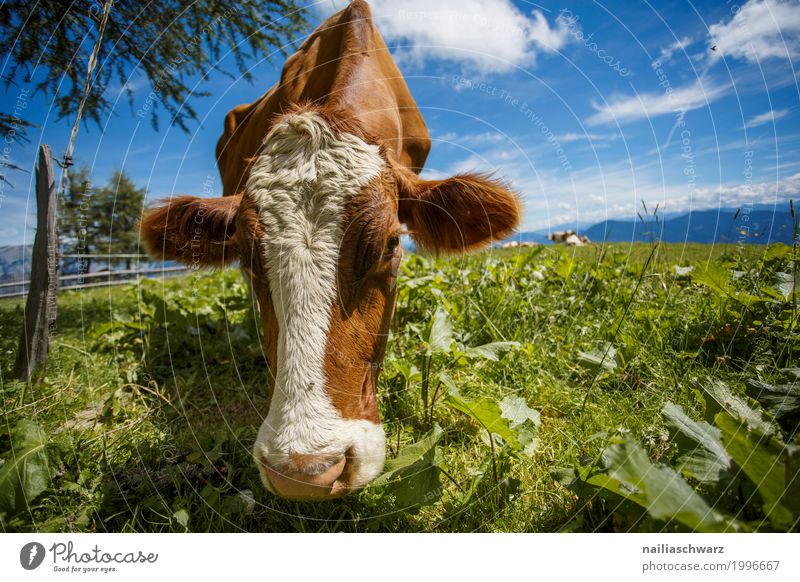happy cow on the mountain pasture Summer Farm Farmer Agriculture Forestry Environment Nature Landscape Sky Spring Grass Alpine pasture Meadow Alps Mountain