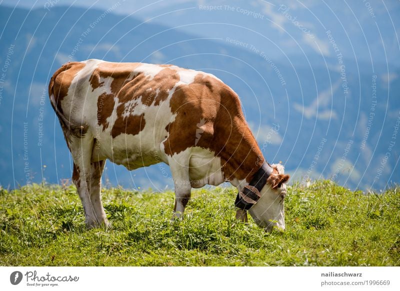 happy cow in Alps Summer Agriculture Forestry Environment Nature Landscape Spring Beautiful weather Grass Meadow Field Mountain Animal Pet Farm animal Cow 1
