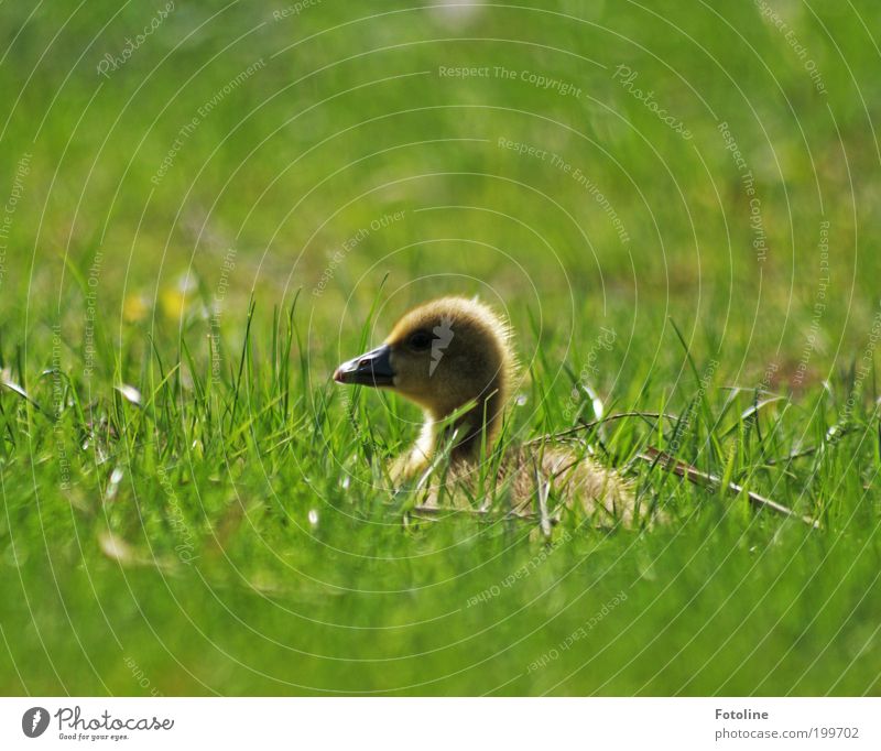 siesta Environment Nature Landscape Plant Animal Spring Climate Weather Beautiful weather Warmth Grass Park Meadow Lakeside Bird Baby animal Free Bright Soft