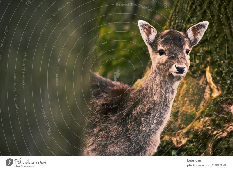 Bambi looks Environment Landscape Fawn 1 Animal Friendliness Brown Yellow Curiosity Roe deer Forest Nature Subdued colour Exterior shot Copy Space left