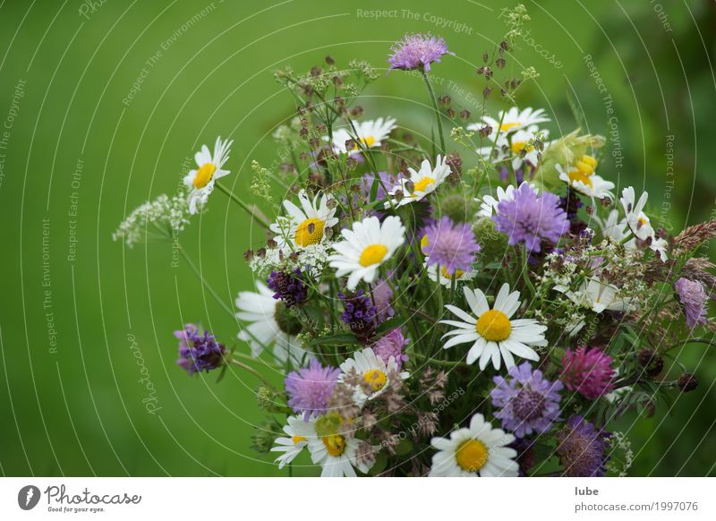 floral picture Nature Plant Spring Flower Grass Blossom Foliage plant Agricultural crop Wild plant Garden Park Meadow Blossoming Faded Bouquet Gardener Daisy