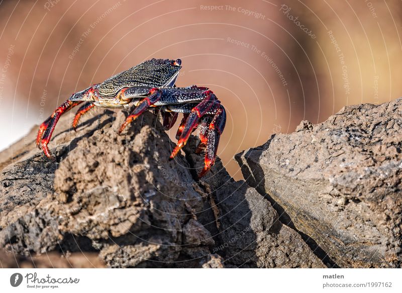 sunbath Animal Rock Coast Wild animal 1 Sit Exotic Blue Brown Gray Red red crab from a cliff Shrimp Sunbathing Colour photo Exterior shot Deserted