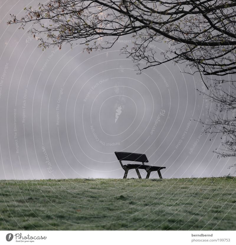 ParkBank Nature Landscape Fog Grass Outskirts Park bench Cold Gloomy Moody Romance Longing Loneliness Stagnating Sadness Transience Lose Bench Tree Colour photo