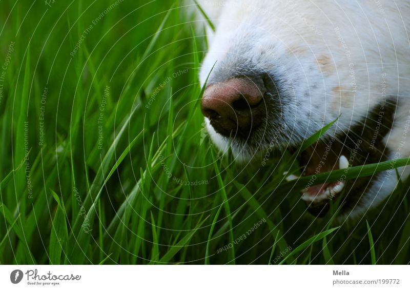 grazing Environment Nature Grass Meadow Field Animal Dog Snout Muzzle Nose Set of teeth Whisker 1 To feed To enjoy Exceptional Green White Appetite Bite Catch