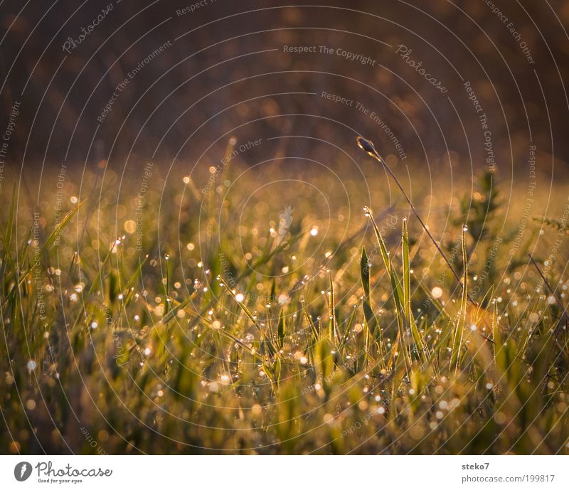 glitter straw Landscape Drops of water Spring Grass Meadow Illuminate Growth Fresh Brown Green Dew Wake up Morning New start Back-light Colour photo