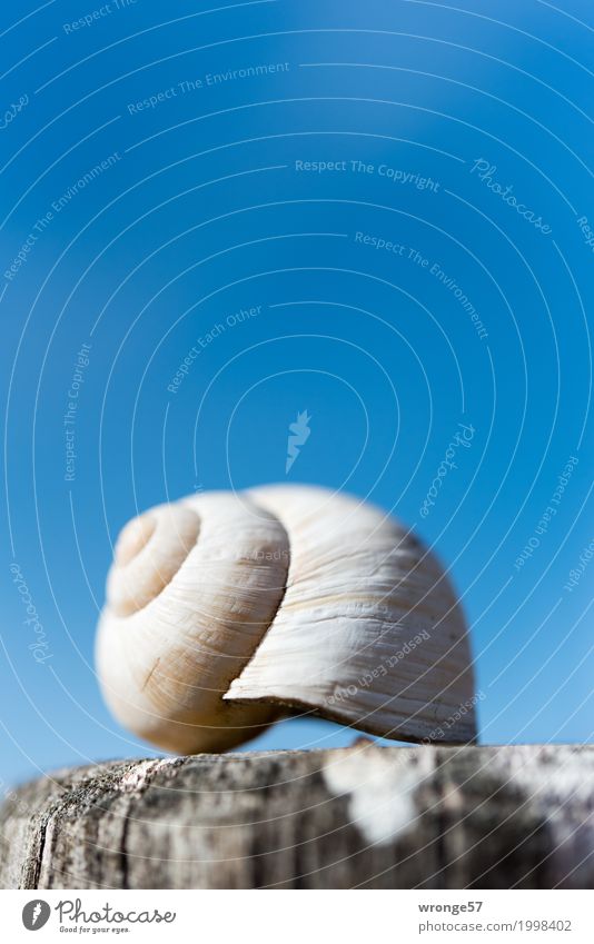vacancy Snail shell Small Near Blue Brown Gray Empty Blue sky Wooden stake Portrait format Close-up Colour photo Multicoloured Exterior shot Detail Deserted