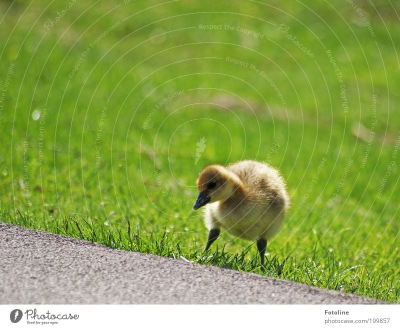 Left, right, left and go! Environment Nature Landscape Plant Animal Spring Climate Weather Beautiful weather Warmth Grass Park Lakeside Wild animal Bird